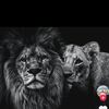 user_3637843