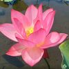munni.khatun6161