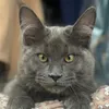 griselda.mainecoon