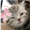 briansue23