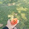 orangygtrsakiti0