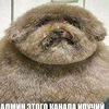 sidorjcuhem