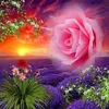 rafael.alcantra.d