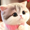 lovely.kalay444llw