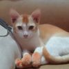 asma.akter7288