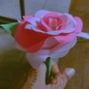 rubabshafeeq1