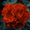 user7321261371095