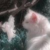 jasmine13g