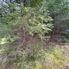 pineboys0