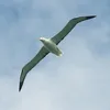 albertross86