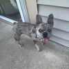 liamspets