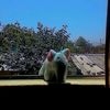 pepeyu56