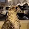 abdullah_alamri02