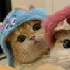 ful_porpor