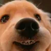 dumbpsnwoslx