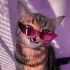 musushi_meowmoto