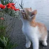 catsne08