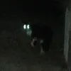 ngdepthiksuc