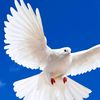 user3107491270206