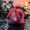 abiggaill37