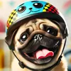 pug_belyash