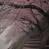 sakura.sigh