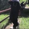aavvaalluss