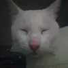 skibidirafaa