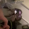 maezair_