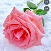 junayed.ahmed693