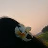 diba.halder6
