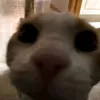 domlew4