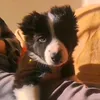 bettithecollie