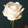warda.white5