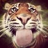 tigerr_80