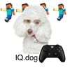 iqdog2