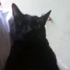 user1402318135168