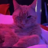 😼😼