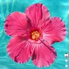 adaoraacc_1
