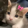 rinrin_arian