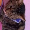 gatito4176
