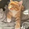 celeste_101322