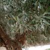 djeloulabdelouahi6