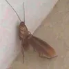 psicosedodestino