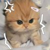 vidio_random157