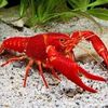 lobster7269