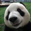 pandavideos33