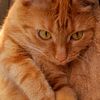 orange_hooligan_