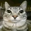 apple_cat4