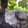 kotik_08082013